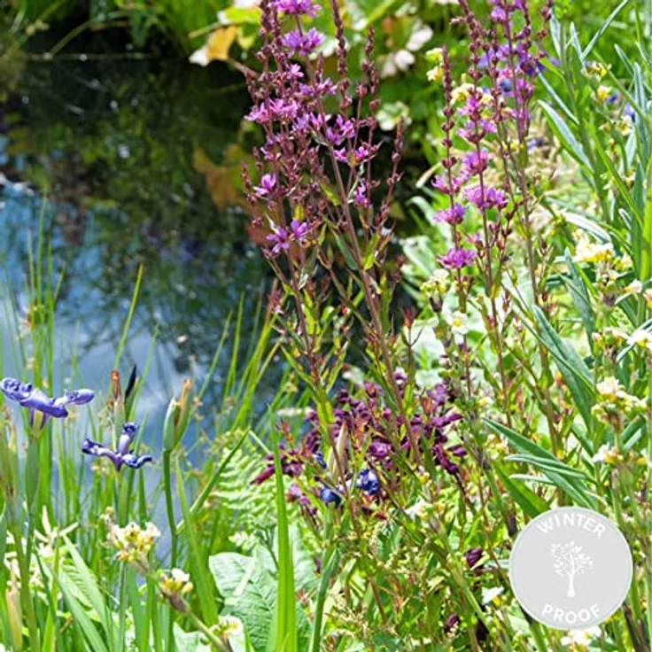 Bloomique - Insektenfreundliches 6er Set Wasserpflanzen - Winterhart für Miniteich, Höhe 15-25 cm, Topf 9 cm, für Zone 1 & 2 – Bild 2