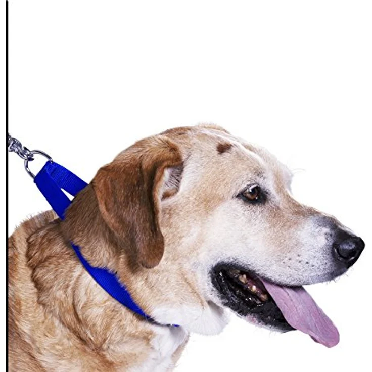 scarlet bijoux Hundehalsband »Universal« aus robustem Nylon mit Klickverschluss und Längenverstellung, S: 24-34 x 1,5 cm, orange – Bild 4