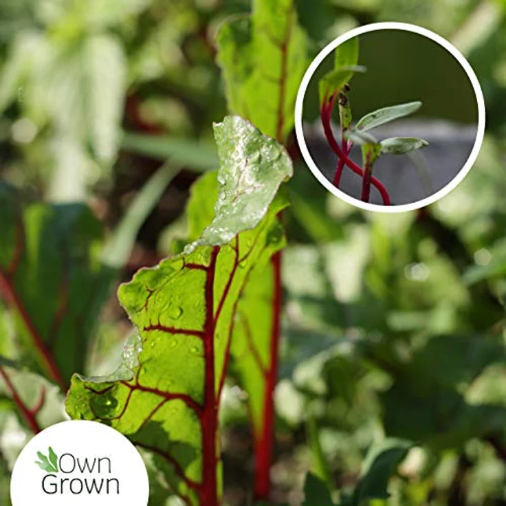 Kopfsalat Samen Salat Samen Zum Anbau Von Ca 500 Salat Pflanzen Bestes: Rote Beete – Bild 5