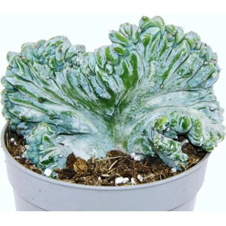 Exotenherz Myrtillocactus geometrizans Cristata, Heidelbeerkaktus in Kammform, 6,5 cm Topf, einzigartige blaue Sukkulente – Bild 2
