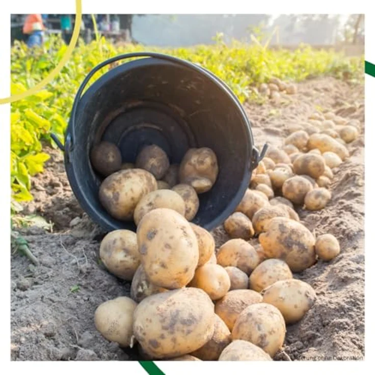 Samenshop24 Pflanzkartoffeln Linda 5 kg – Bild 7