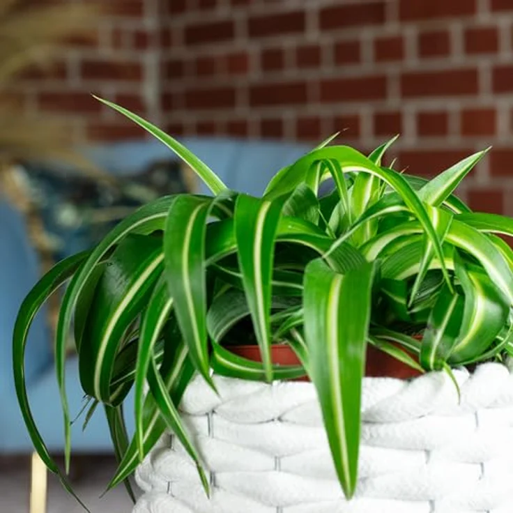 FLOWERBOX - Grünlilie Bonnie - Chlorophytum Comosum – Bild 6
