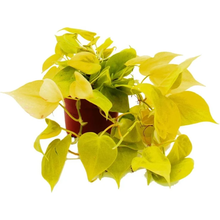 Exotenherz Philodendron Scandens Lime, Kletternde Zimmerpflanze mit herzförmigen Blättern, 12cm Topf, gelbgrün – Bild 1