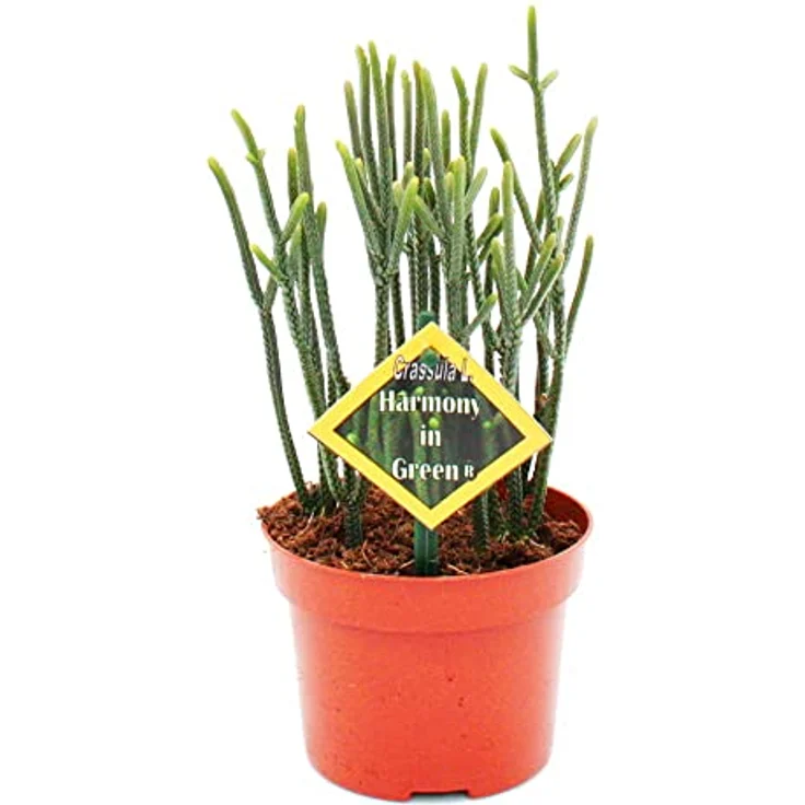 Exotenherz Crassula Muscosa Harmony in Green, Sukkulente im 10cm Topf für hellen Fensterplatz – Bild 2