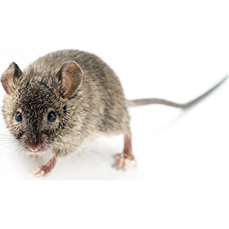 Portables Mäuse- und Rattenabwehrgerät Rattenschreck Mäuseschreck – Bild 5