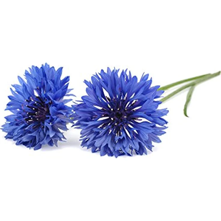 Click & Grow Kornblumen Nachfüllkapseln, 3er-Pack für Smart Garden, 100% biologisch abbaubar, einfaches Anpflanzen ohne Aufwand – Bild 2