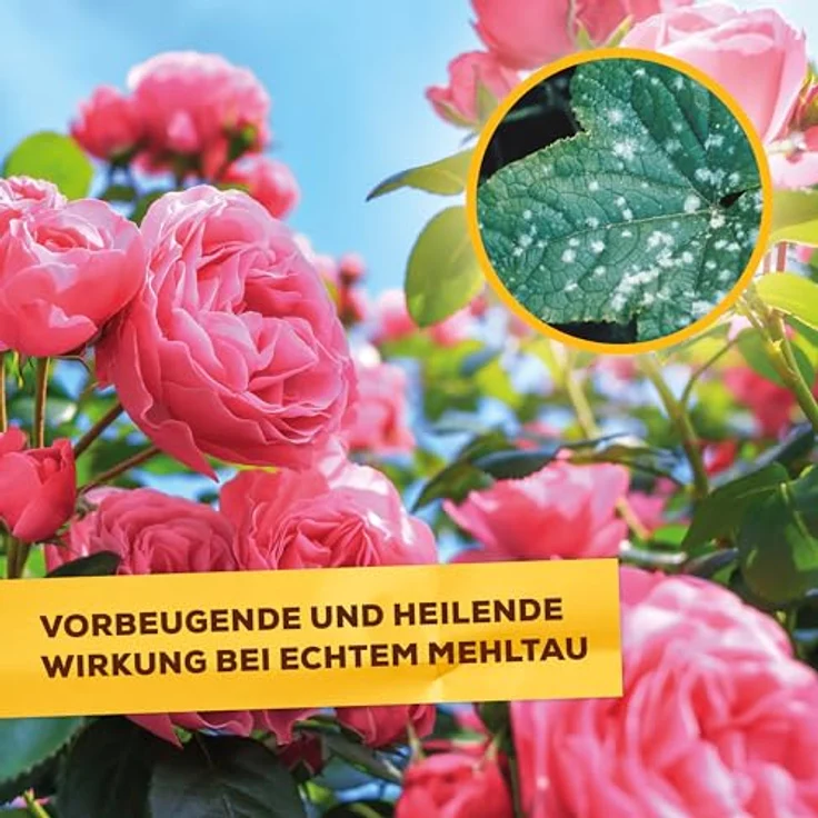 Solabiol Pilzfrei AF, biologisches Pilzmittel gegen Echten Mehltau, 750 ml Pumpsprüher, für Rosen, Obst- und Gemüsearten – Bild 4