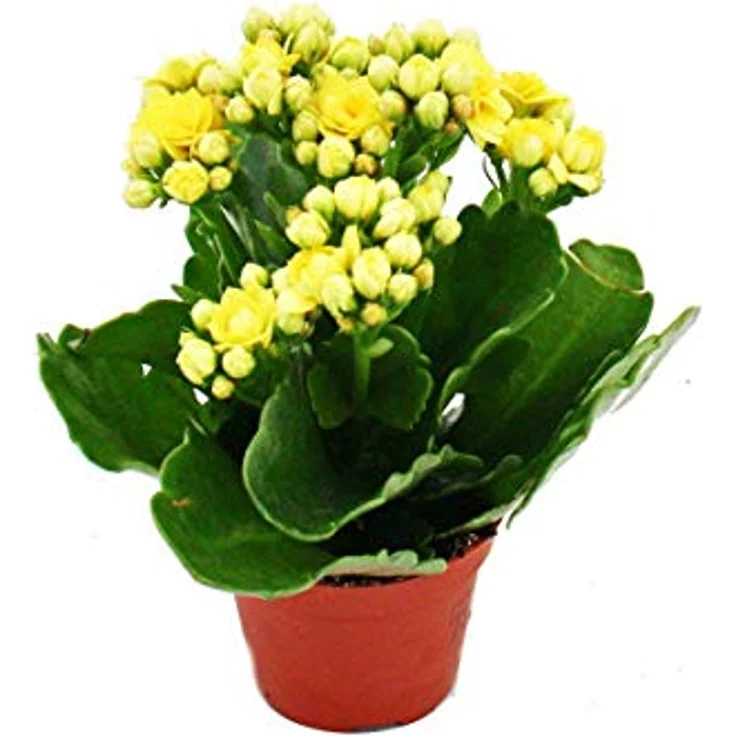 Exotenherz Minikalanchoe Rosalina Set, 3 verschiedene Pflanzen Flammendes Käthchen, 5,5 cm Topf, pflegeleicht und blühend – Bild 3