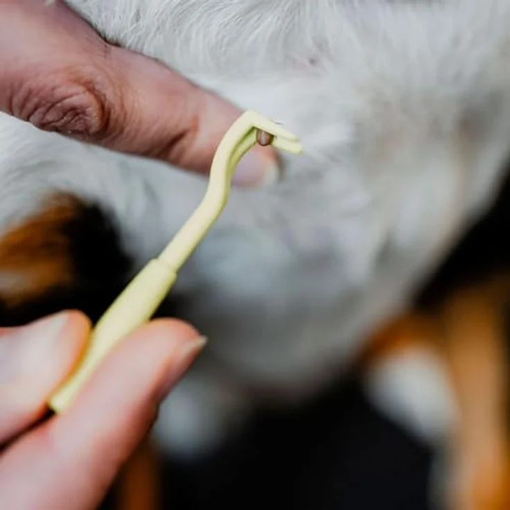 Wolters Diner Stone Futternapf für Katzen, keramisch, grau, hygienisch spülmaschinengeeignet, optimale Futteraufnahme – Bild 6