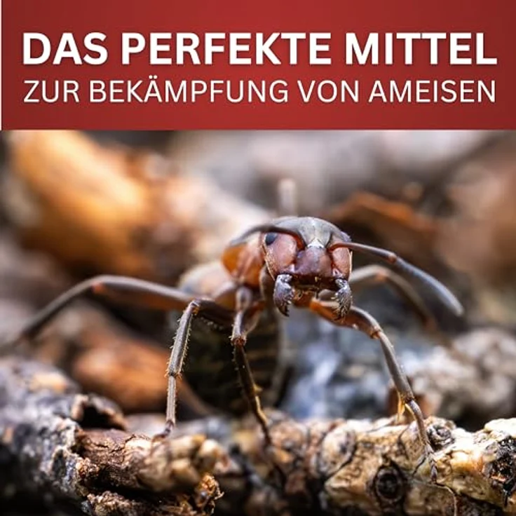 BIODELTA Ameisen-Spray, hochwirksames Anti-Ameisenmittel für Haus & Garten, langanhaltende Wirkung gegen alle Arten, 5 L – Bild 3