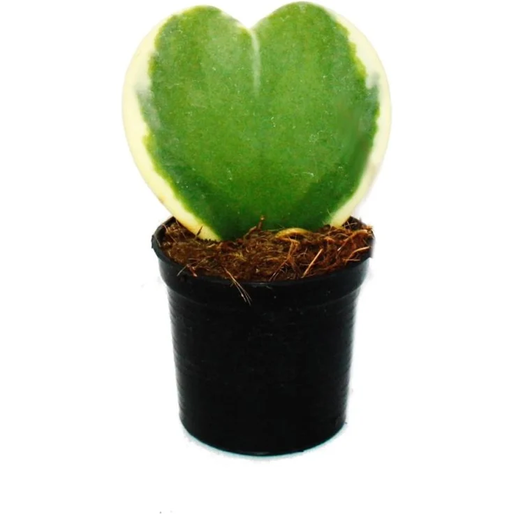 Exotenherz Hoya kerii Herzblatt-Pflanze, zweifarbiges Blatt, 6cm Topf, pflegeleichte Sukkulente – Bild 1