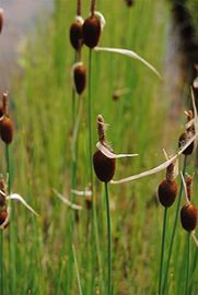 PlantaPro Typha minima, 9x9 cm Topf – Winterhart, Mehrjährig & Pflegeleicht – Zwergrohrkolben für Teichrand & Kübel