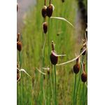 PlantaPro Typha minima, 9x9 cm Topf – Winterhart, Mehrjährig & Pflegeleicht – Zwergrohrkolben für Teichrand & Kübel