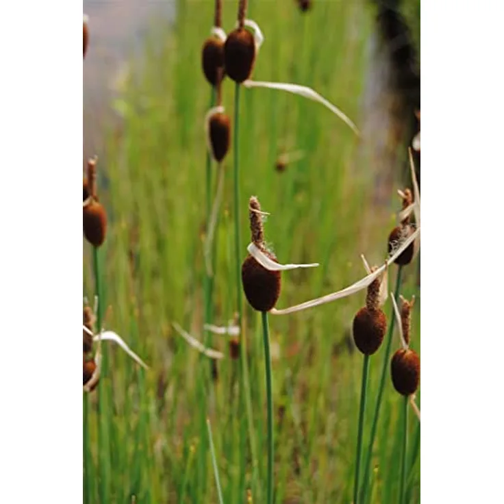 PlantaPro Typha minima, 9x9 cm Topf – Winterhart, Mehrjährig & Pflegeleicht – Zwergrohrkolben für Teichrand & Kübel