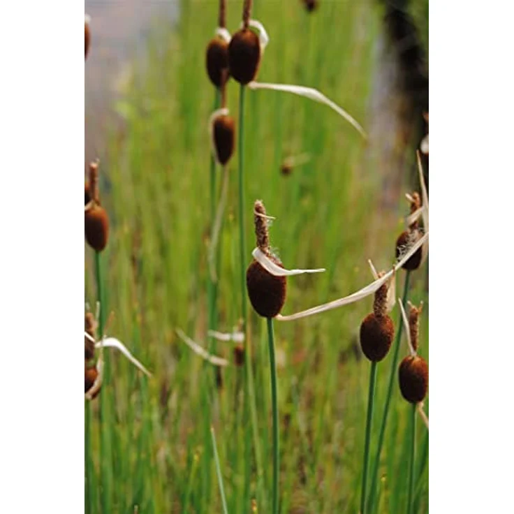 PlantaPro Typha minima, 9x9 cm Topf – Winterhart, Mehrjährig & Pflegeleicht – Zwergrohrkolben für Teichrand & Kübel – Bild 1