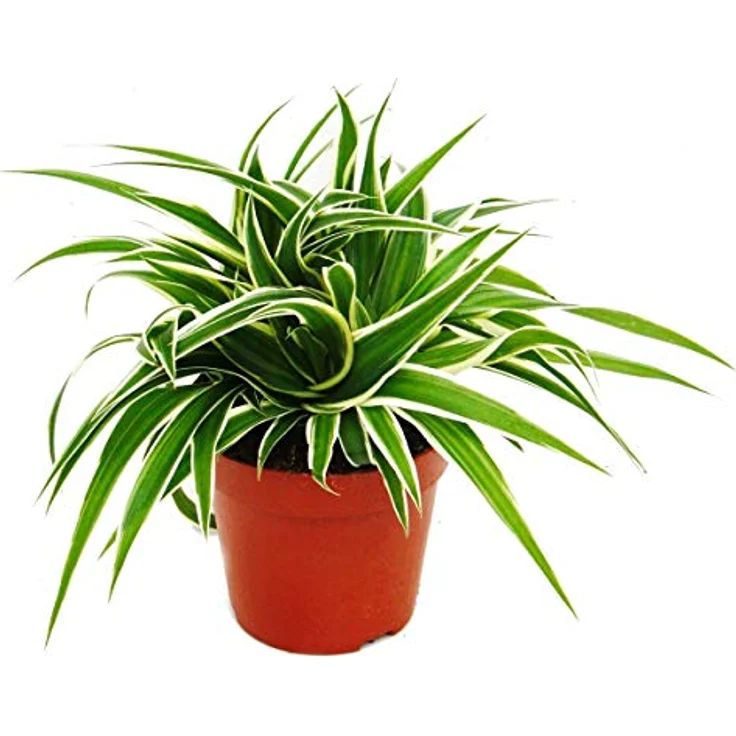 Exotenherz Chlorophytum 3er Set, Grünlilie im 12cm Topf, ca. 15-20cm hoch – Bild 2