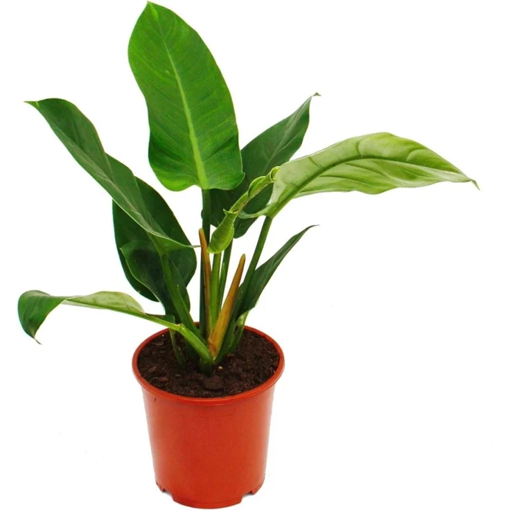 Exotenherz Philodendron Imperial Green, Zimmerpflanze im 19cm Topf, ca. 50-60cm hoch, halbschattiger Standort – Bild 1