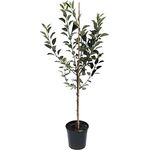 Apfel Rubinette Rosso Busch, im 10L-Container