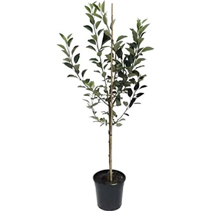 Apfel Rubinette Rosso Busch, im 10L-Container