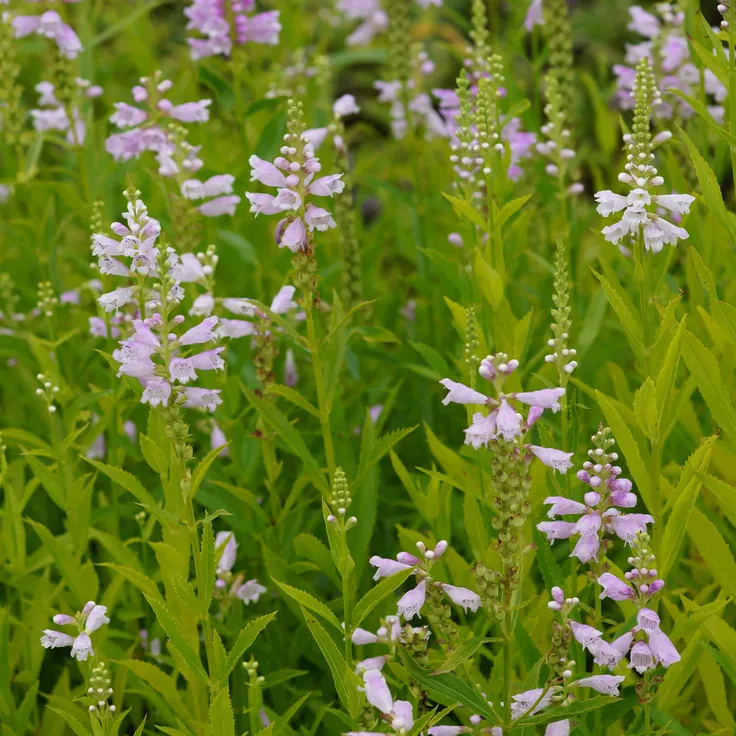 Blumixx Stauden Physostegia virginiana Rosea - Garten-Gelenkblume