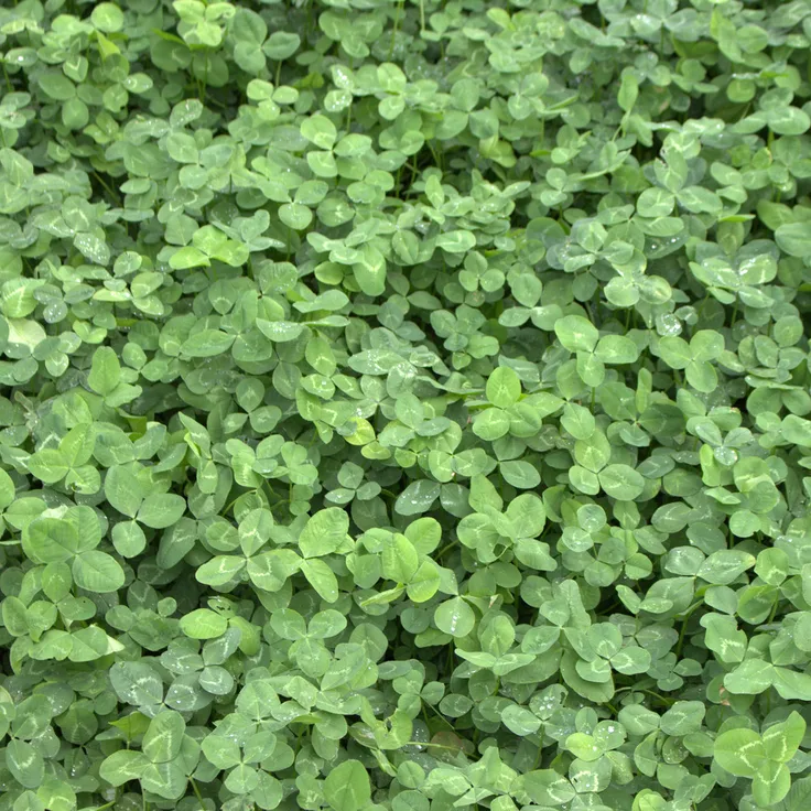 Weißklee (Trifolium repens), HUIA 1 kg