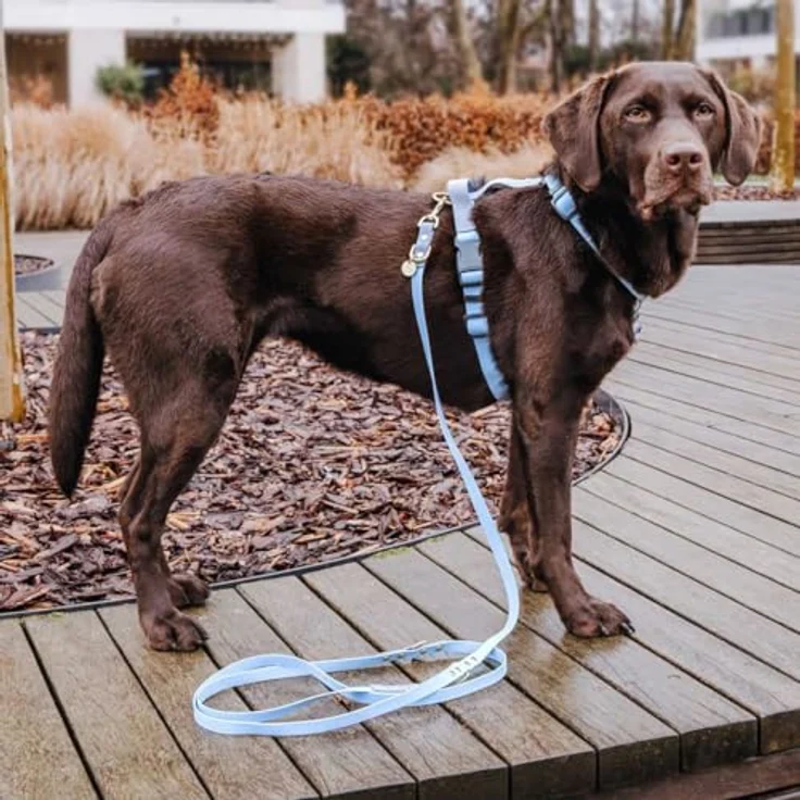 Hey Lana Biothane Hundeleine Führungsleine, Made in Germany, 2 Karabiner & 3-Fach verstellbar, Hund Führleine Leine, Zugleine Hundelaufleine Trainingsleine Handsfree (S, Taupe/blau, 230 x 1,5 cm) – Bild 2