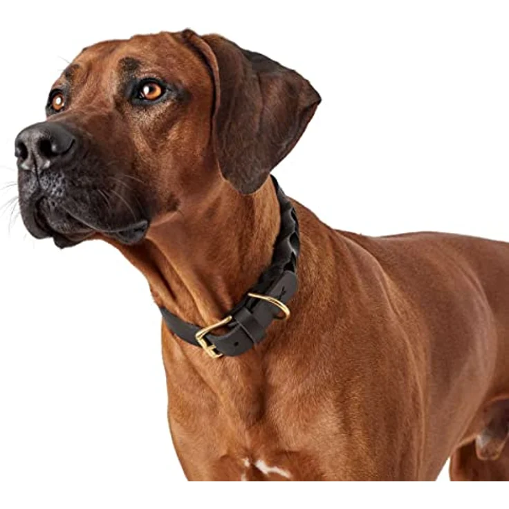Hunter Hunde-Halsband Sansibar Solid schwarz L – Bild 4