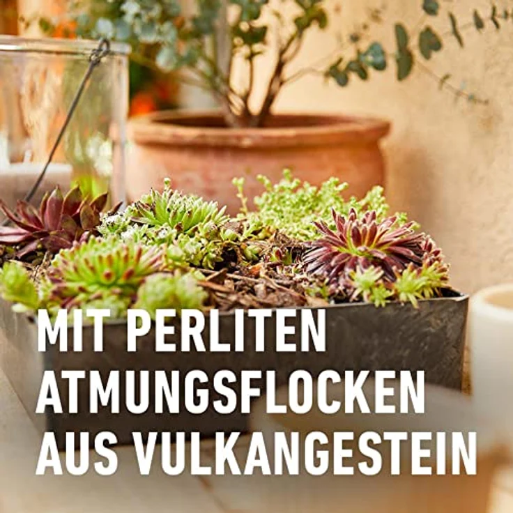 COMPO Cactea Kakteen- und Sukkulentenerde 5 Liter – Bild 3