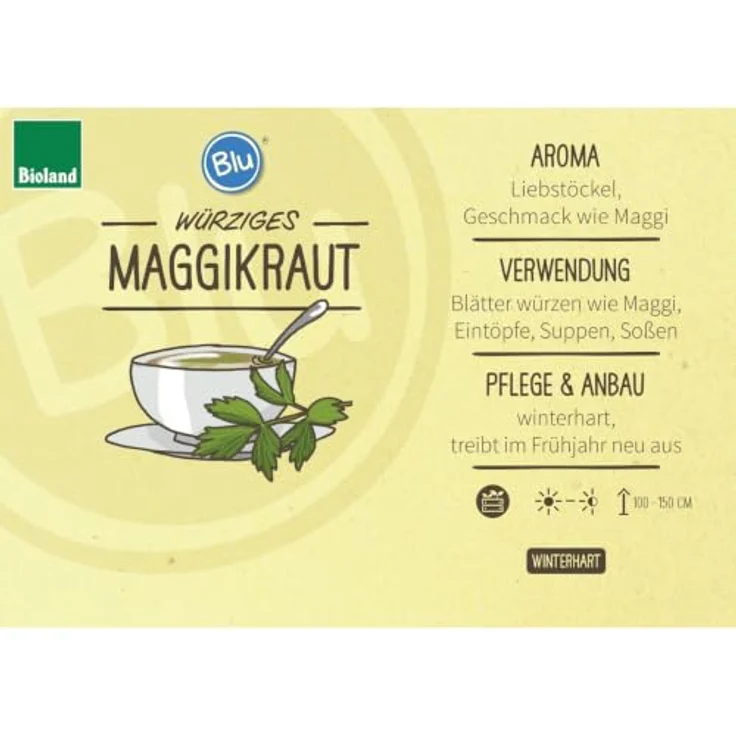 Exotenherz Bio-Maggikraut Liebstöckel, Levisticum Officinale, 12cm Topf, winterharte Kräuterpflanze für Küche und Garten – Bild 2
