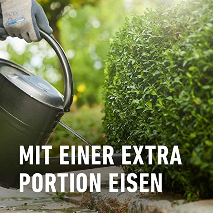 Compo Buchsbaum- und Ilex Langzeit-Dünger neu, 2 kg – Bild 4