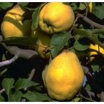 Quitte Portugisische Birnenquitte Busch, 10L-Container