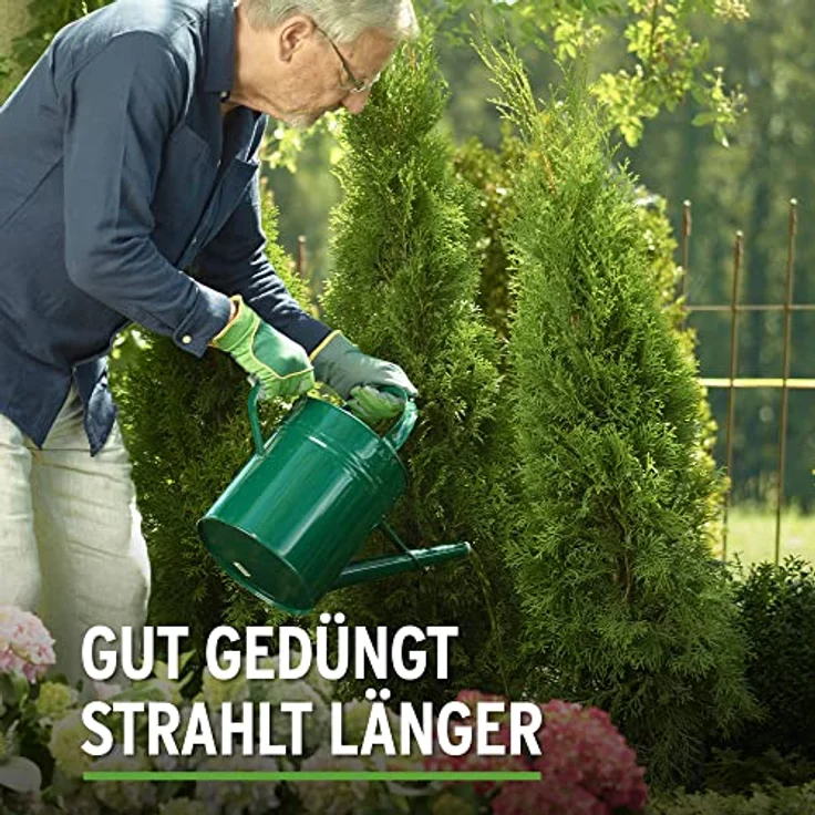 Substral Thuja-Vital, Spezial-Dünger zum Spritzen und Gießen für Thujen, Zypressen, Buchs, Kirschlorbeer, o.ä., 500 ml – Bild 4