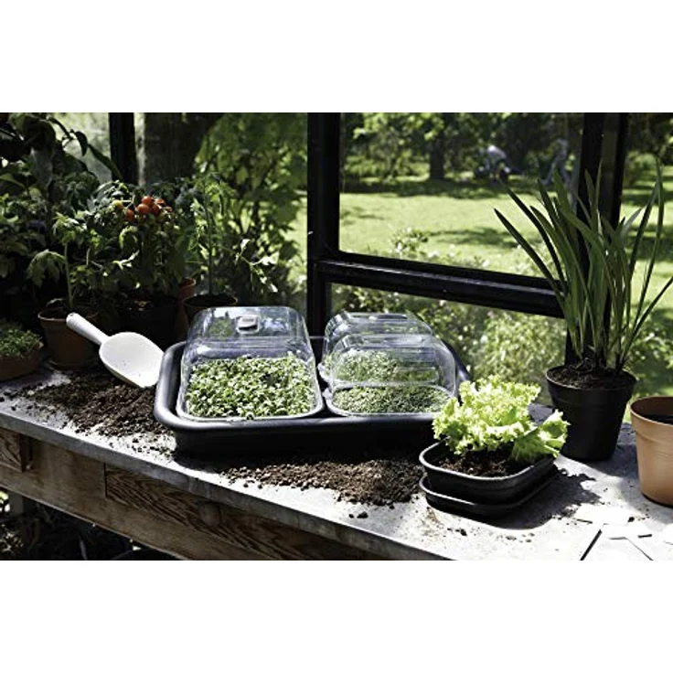 Elho Green Basics Anzucht Schale M, Lebhaft Schwarz, drinnen & draußen, L 36 x W 25.9 x H 6.3 cm, frostbeständig mit Wasserabzugsöffnung – Bild 2