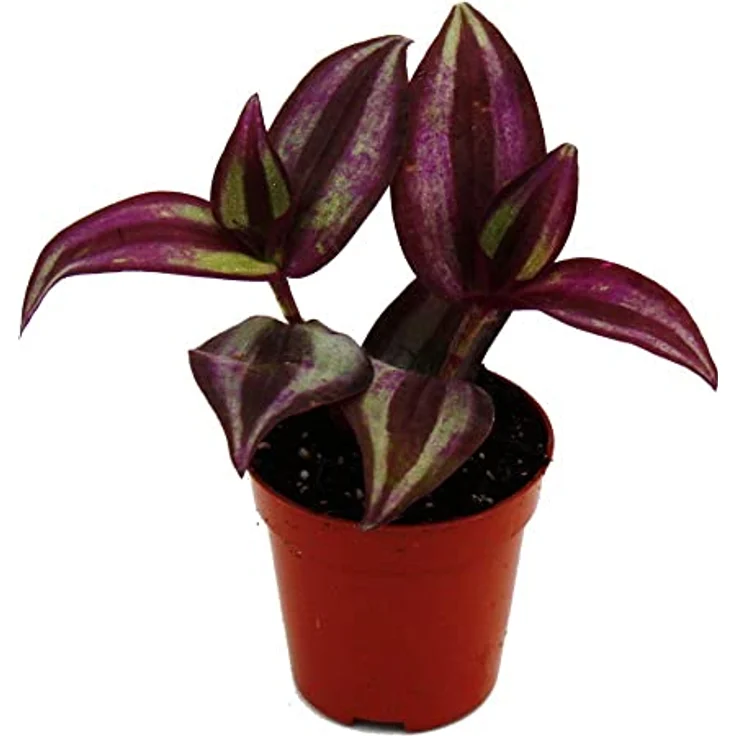 Exotenherz Mini Pflanze Tradescantia Purple, Dreimasterblume Wasserhexe im 5,5cm Topf, ideal für kleine Schalen – Bild 1
