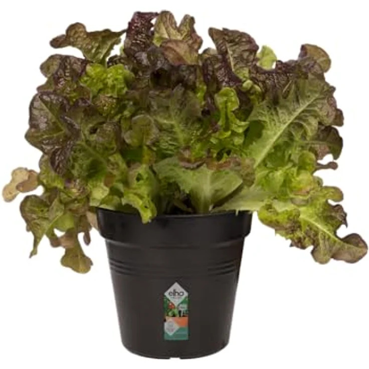 Elho Anzuchttopf Green Basics 11, Pflanzgefäß aus Kunststoff, schwarz, 0.6 l Fassungsvermögen, mit Löchern – Bild 3