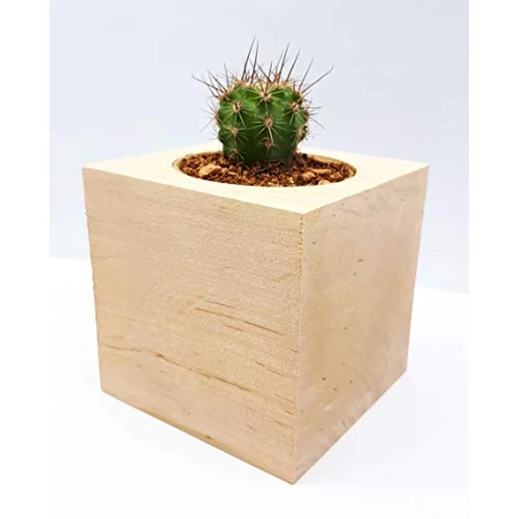Feel Green Ecocube Kaktus, Anzuchtset im Holzwürfel mit biologisch abbaubarem Pflanzbecher und Nährgranulat, Made in Austria – Bild 4