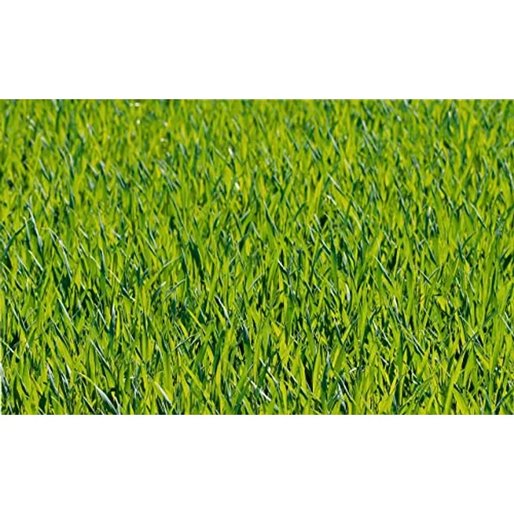 Compo Blaukorn classic 25 kg – Bild 2