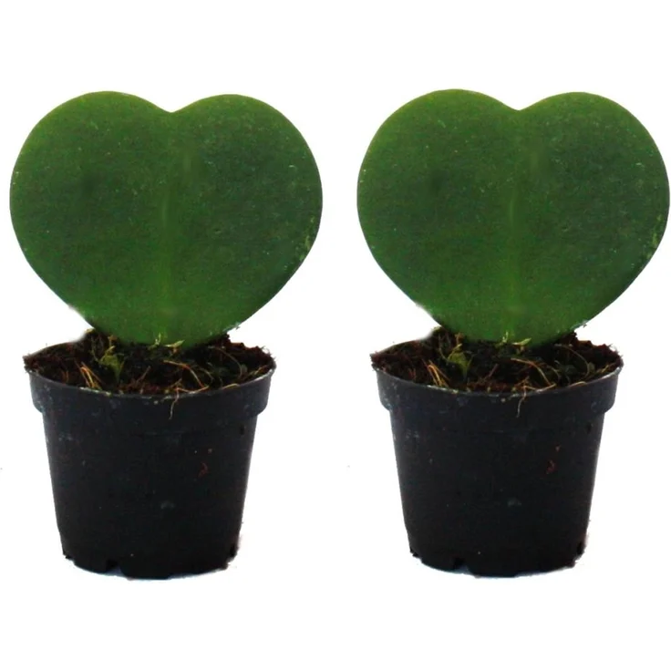 Exotenherz Hoya Kerii Herzblatt-Pflanze Set, 2 Stück im 6cm Topf, pflegeleicht und ideal als Geschenk – Bild 1
