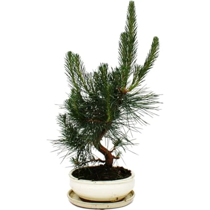 Exotenherz Bonsai Pinus Thunbergii, Japanische Schwarzkiefer ca. 19 Jahre, knorriger Stamm, Höhe ca. 45 cm, frostfest – Bild 3