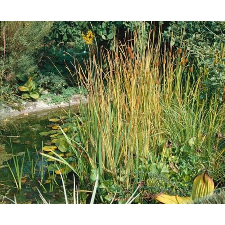 PlantaPro Typha minima, 9x9 cm Topf – Winterhart, Mehrjährig & Pflegeleicht – Zwergrohrkolben für Teichrand & Kübel – Bild 3