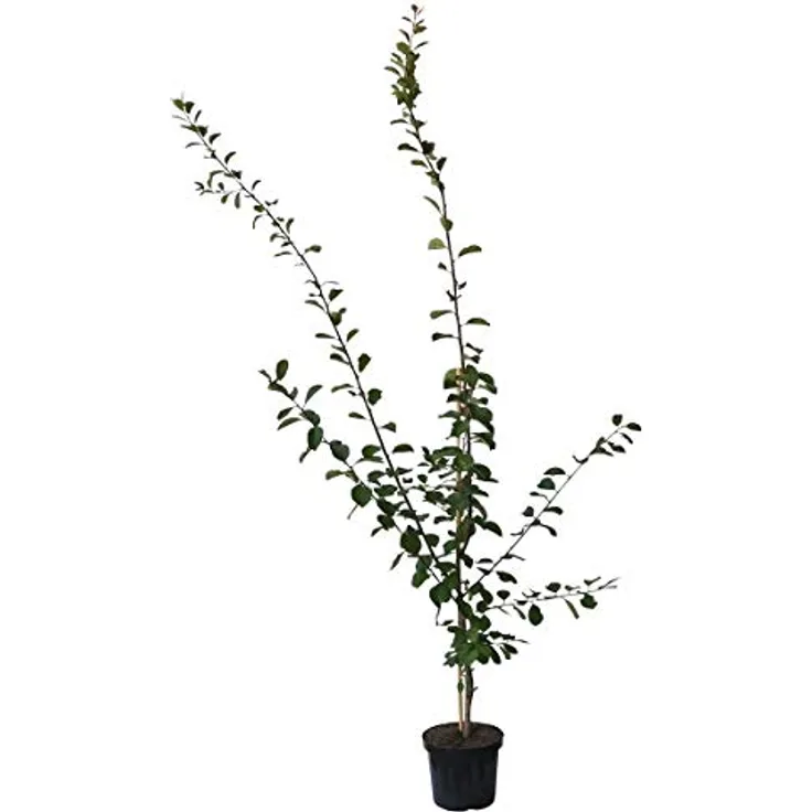Pflaume Bühler Frühzwetsche Busch, im 10L-Container, süß, saftig