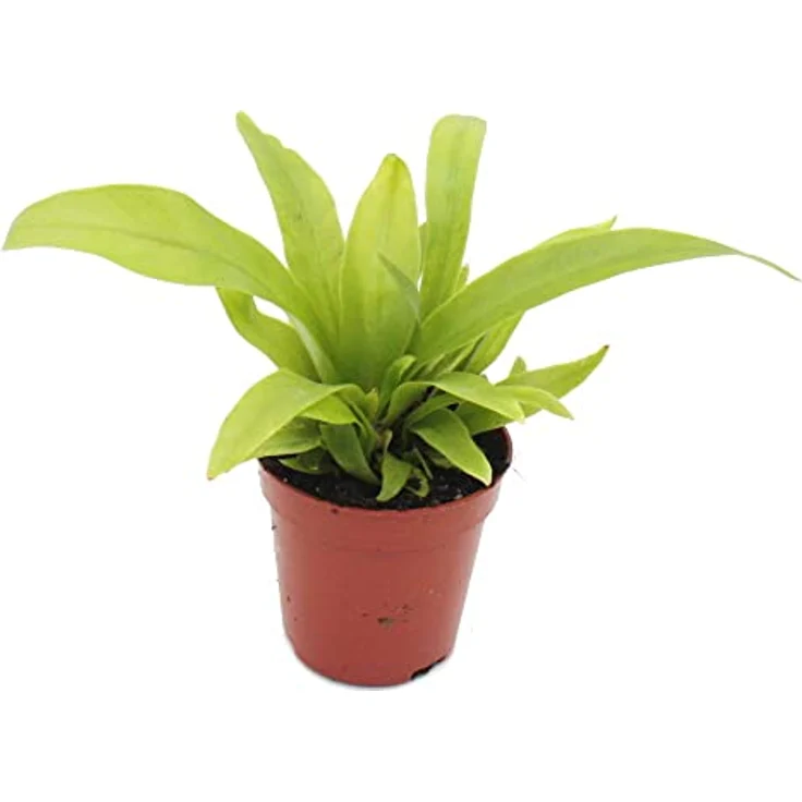 Exotenherz Asplenium Antiquum Nestfarn, Mini-Pflanze im 5,5cm Topf, ideal für kleine Schalen und Gläser, dekorativ und pflegeleicht – Bild 1