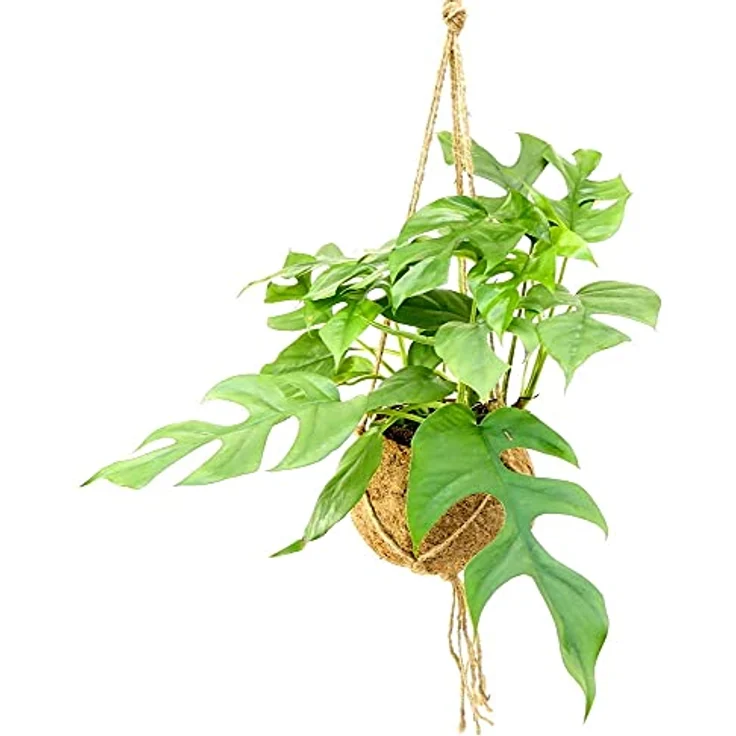 Exotenherz Kokodama Fensterblatt Monstera Minima, handgefertigtes hängendes Xlkokodamagefäß aus natürlichen Kokosfasern, ca. 17 cm – Bild 2