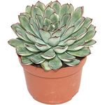 Exotenherz Echeveria Pulidonis, große Pflanze im 12cm Topf, ca. 15-20cm hoch, pflegeleicht, ideal für helle Standorte