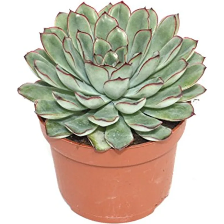 Exotenherz Echeveria Pulidonis, große Pflanze im 12cm Topf, ca. 15-20cm hoch, pflegeleicht, ideal für helle Standorte
