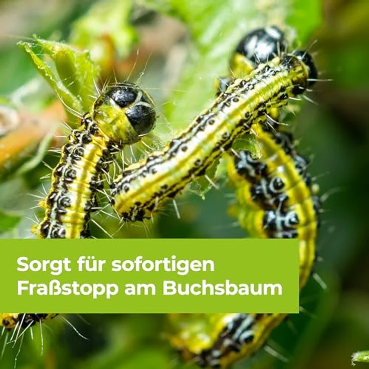 Protect Garden Lizetan Buchsbaumzünslerfrei AF 1000ml – Bild 6