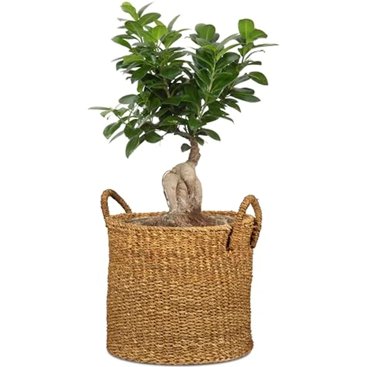 Scheurich Seegras 37, Korbgefäß/Korb-Pflanzgefäß/Korbtopf mit Griffen aus Seegras, Nut, 38 cm Durchmesser, 33 cm hoch, 37,4 l Vol. – Bild 2