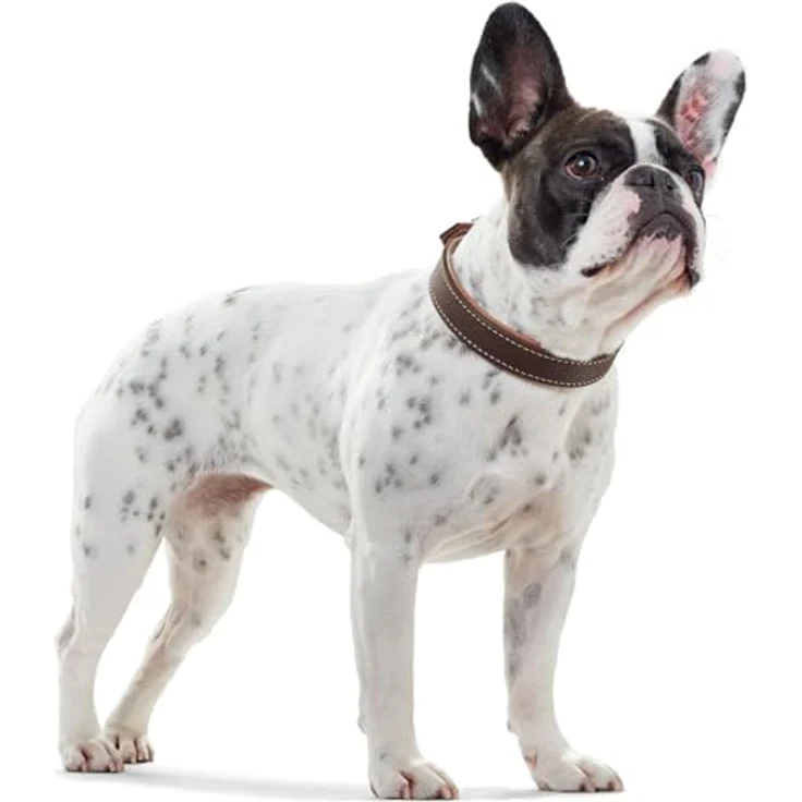 Hunter Hunde-Halsband Porto dunkelbraun-cognac XS – Bild 3
