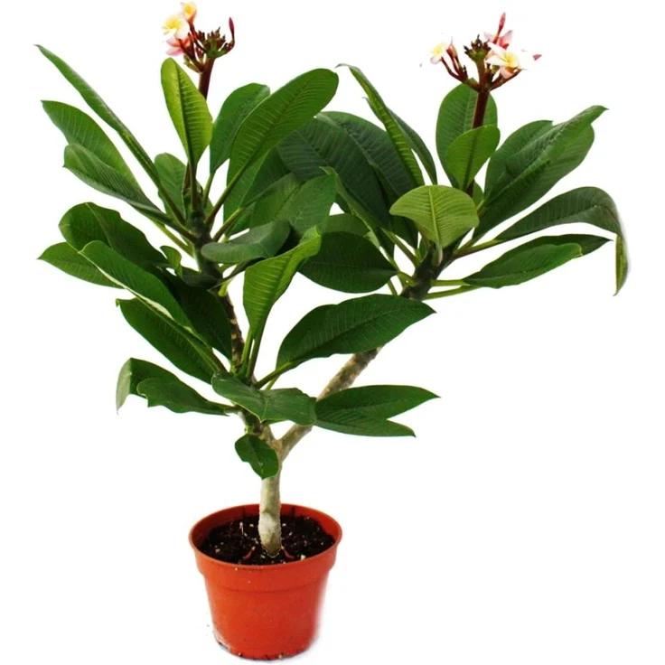 Exotenherz Hawaianischer Tempelbaum Plumeria, Zimmerpflanze mit Überraschungsblütenfarbe, Höhe ca. 40-50 cm, Topfgröße 17 cm – Bild 1