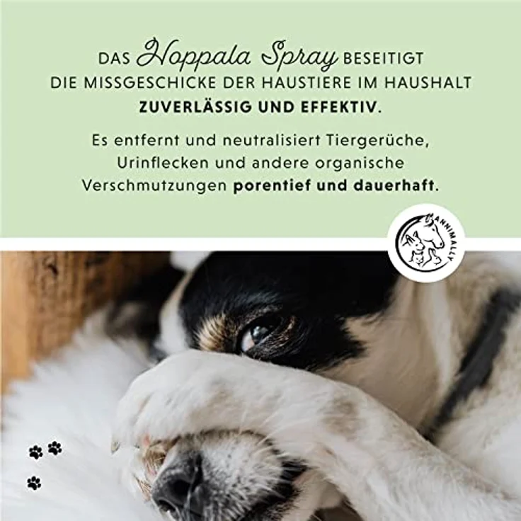 Annimally Enzymreiniger Spray 750ml gegen Katzenurin & Hundeurin XXL Packung - Tier Geruchsentferner gegen Urin Geruch - Enzym Flecken- und Geruchsentferner – Bild 4